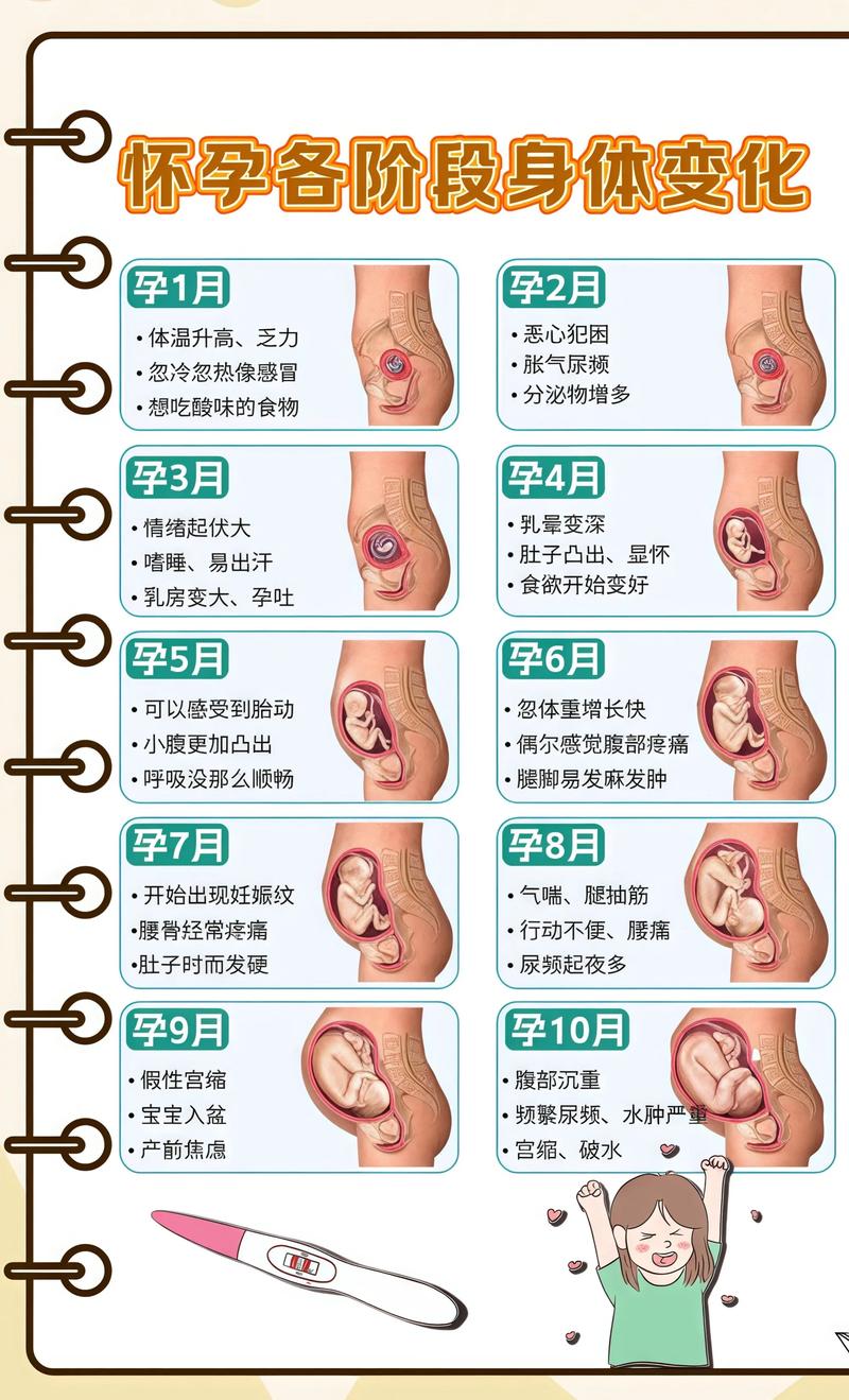 揭秘供卵代孕妈妈怀孕小腹分两节，孕期变化的奥秘东方代生机构: